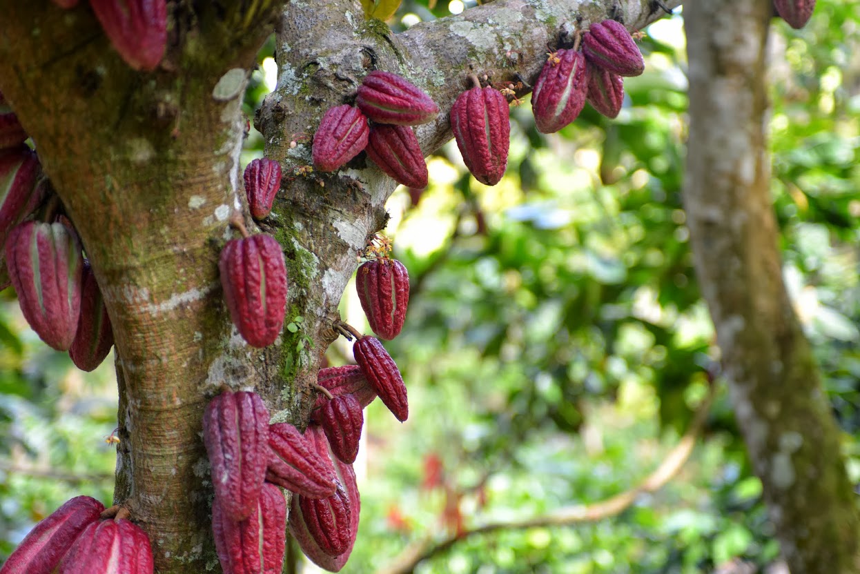 Cocoa Bean Varietals