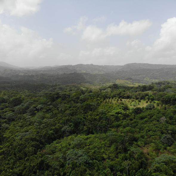 Dominican Republic - Zorzal