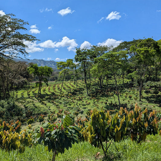 Cacao Bisiesto