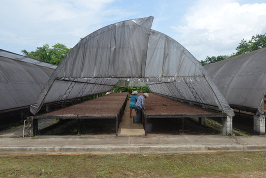 Cocoa Business Structures and Sourcing