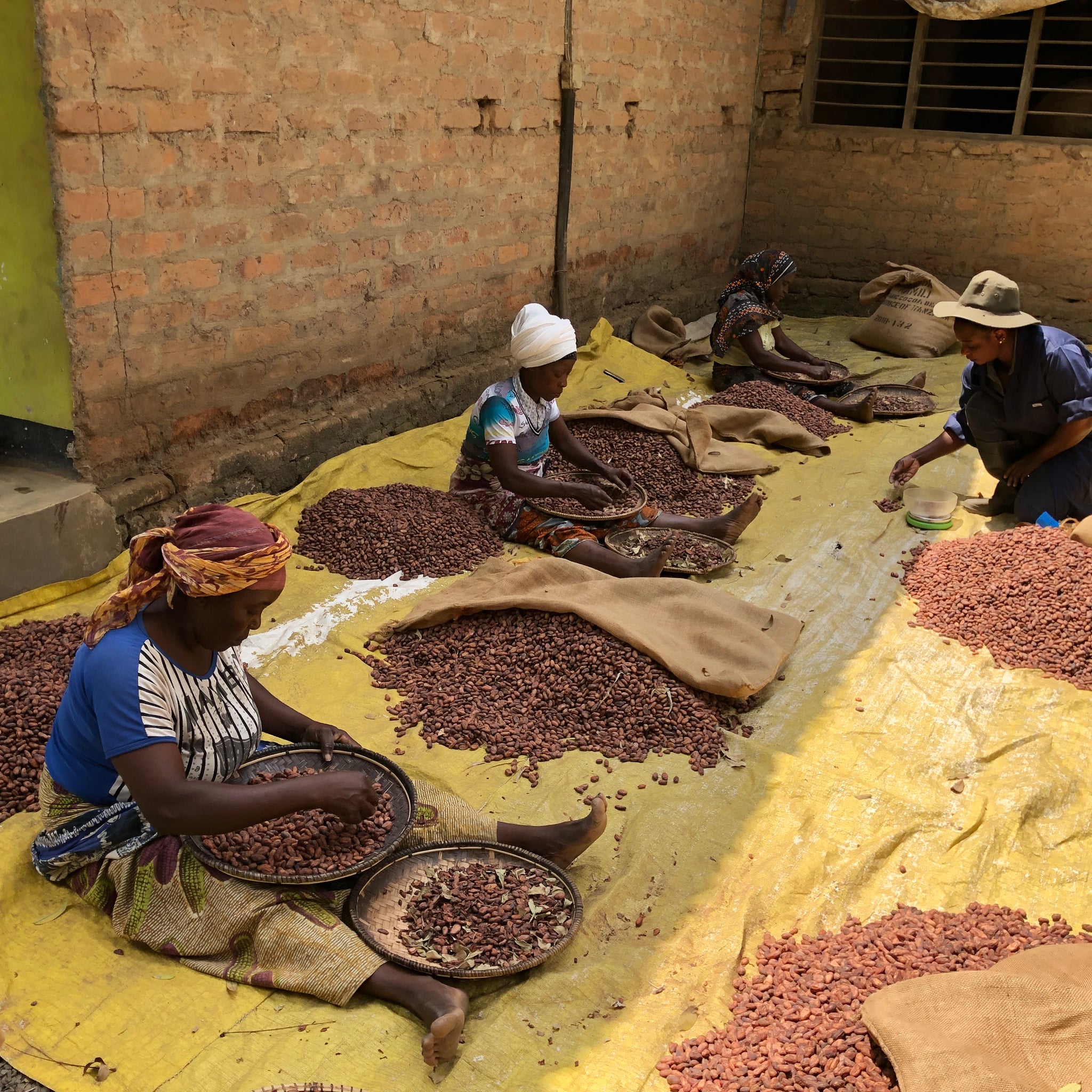 Process of Producing Cocoa Beans