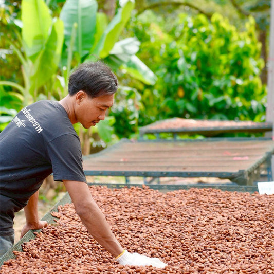 Thai Cacao Distribution