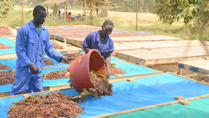 Alleviating Cocoa Waste