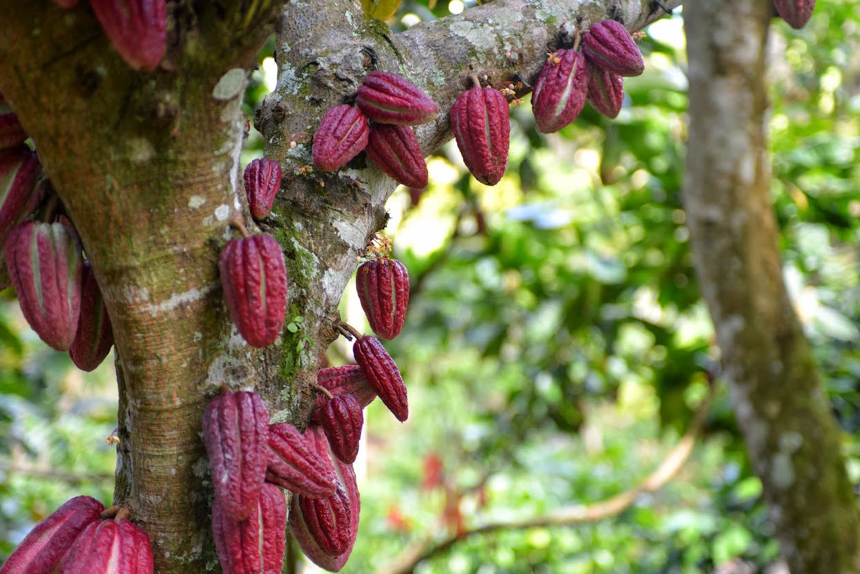Cocoa Bean Varietals – Meridian Cacao Co