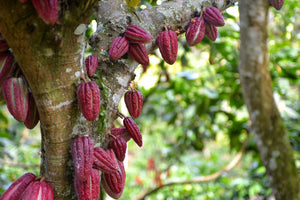Cocoa Bean Varietals
