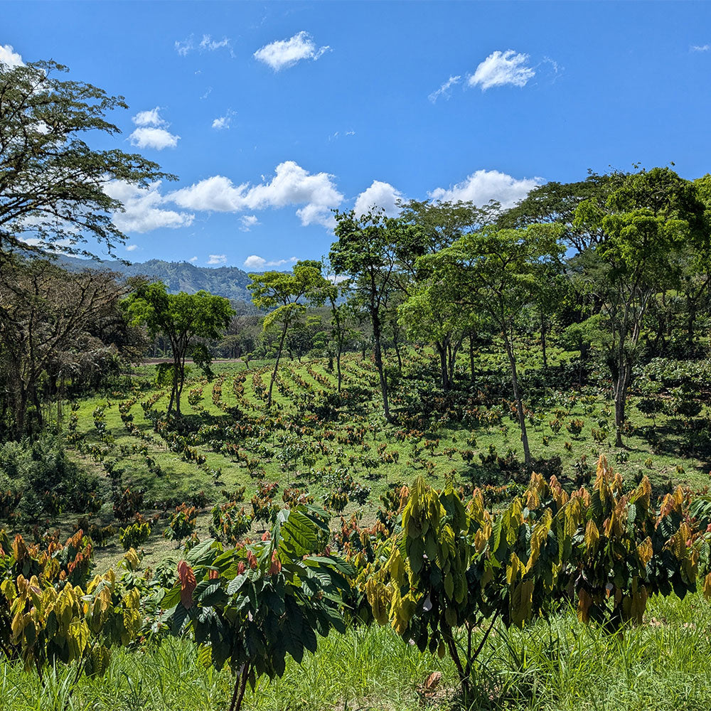 Cacao Bisiesto