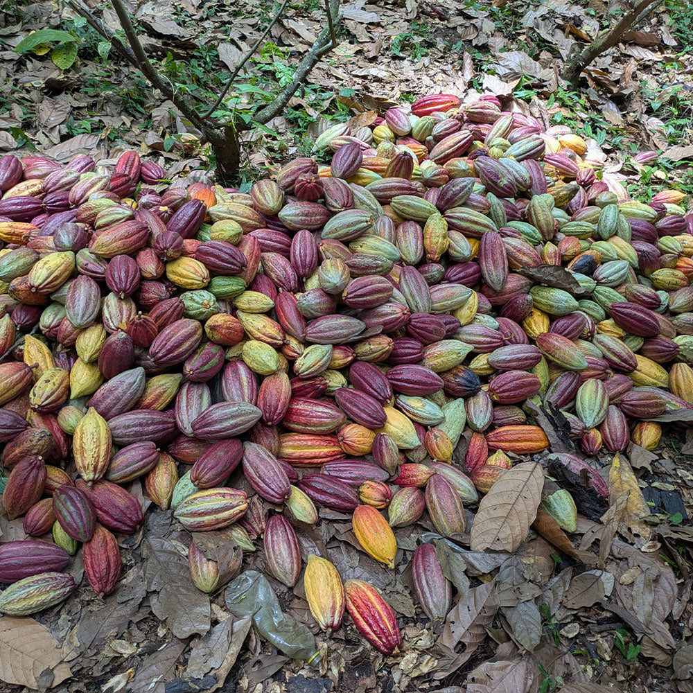 Cacao Bisiesto
