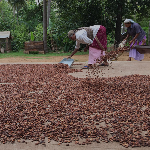 Meridian Cacao Co.
