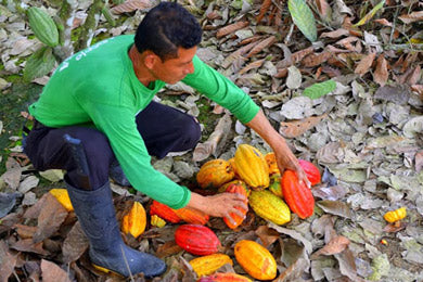 Camino Verde Cocoa Liquor