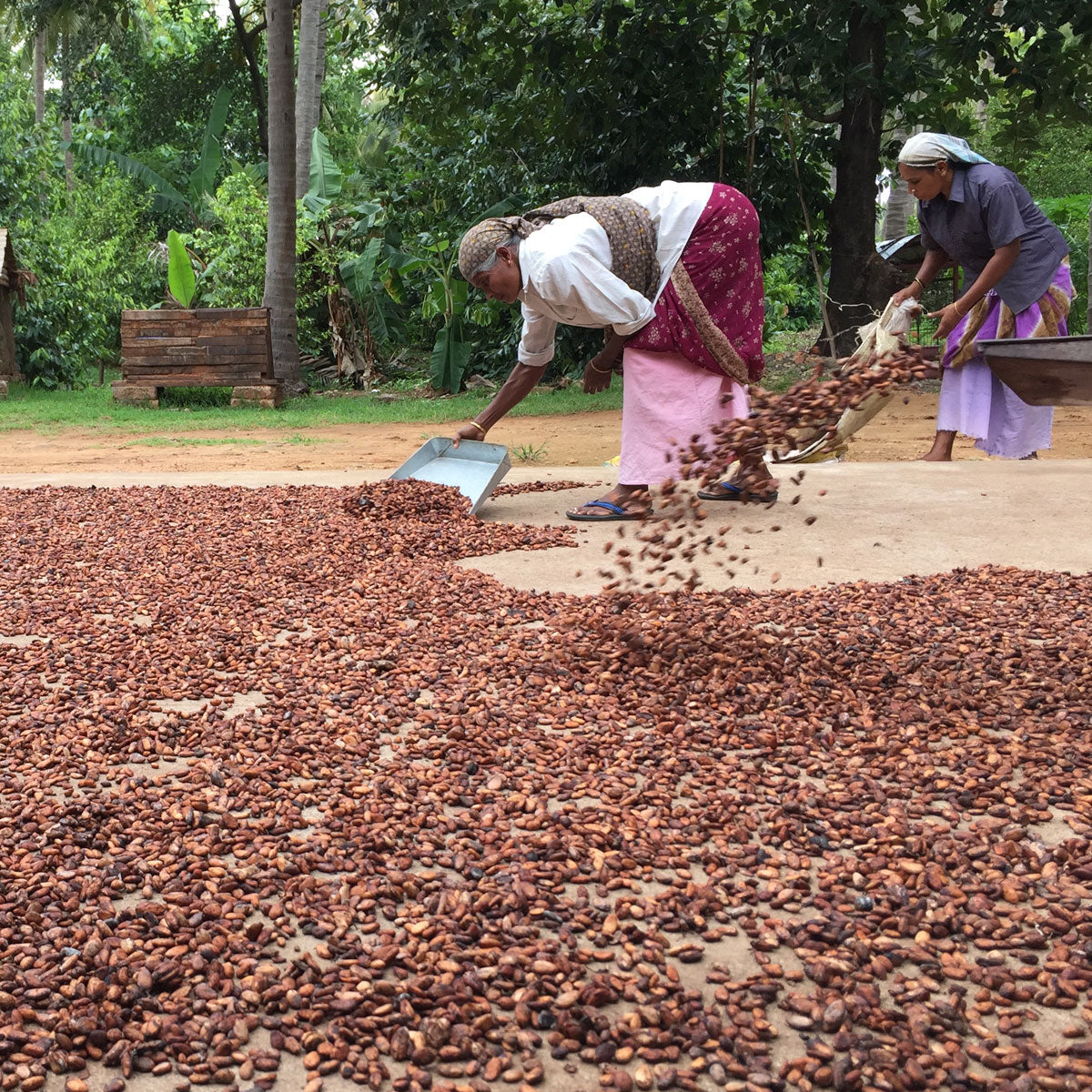 Anamalai Estate – Meridian Cacao Co
