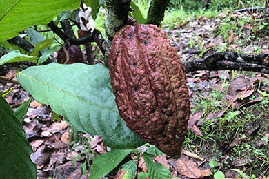 Chaparral, Colombia