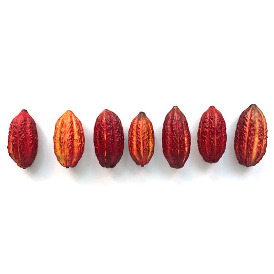 Fresh Cocoa Pods