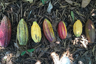 Peru - San Martin